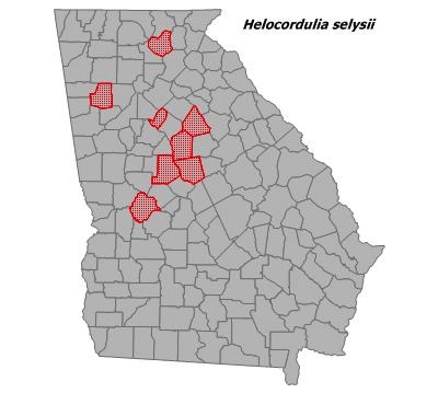 Helocordulia selysii
(Selys's Sundragon) Helocordulia selysii
(Selys's Sundragon)